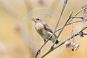 Bird sitting on a dry branch