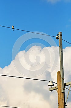 A bird sitting on the electric wire