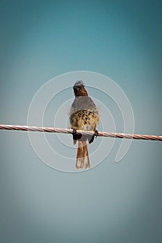 A Bird sitting in an electric wire.