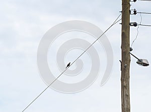 Bird sitting on the electricity wire 01