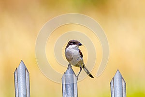 Bird sitting on a fence