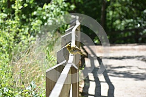 Bird ruffling feathers