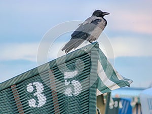 Bird sitting on green beach chir