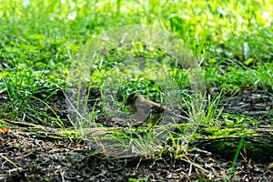 Bird sitting on the ground, sparrow, Slovakia