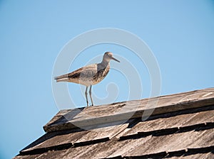 A Bird Sitting on a House