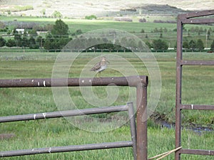 Bird sitting on iron gate