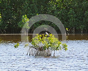 Bird sitting on Mangrove tree in Everglades