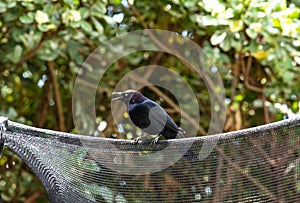 Bird sitting on a net photo