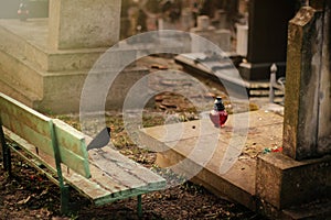 Bird sitting at old stone tomb on grave on ancient cemetery