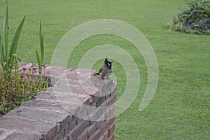 A Bird sitting pleasantly in garden