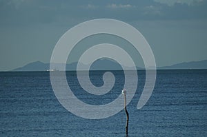 a bird is sitting on a pole in the water with mountains in the background