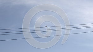 Bird sitting on a power line. Media. Lonely bird on a wire against blue cloudy sky.