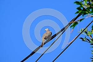 Bird sitting on powerline cable againts blue sky background