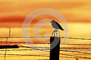 Bird sitting on prison fence