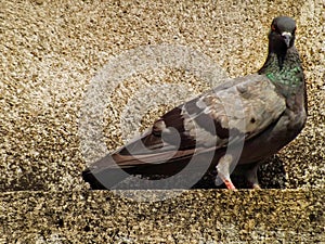 Bird sitting on the roof