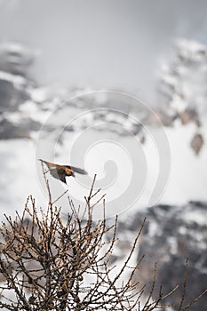 a bird sitting in the snow on a print on top of a tree