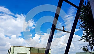 Bird sitting on stairs, blue sky, nature photography, natural gardening background, scenic wallpaper