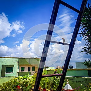 Bird sitting on stairs, blue sky, nature photography, natural gardening background, scenic wallpaper