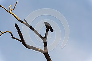 Bird sitting on a tall dead tree branch