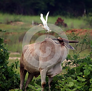 a bird heron is sitting on top of a cow . Cow is shingling the heron photo