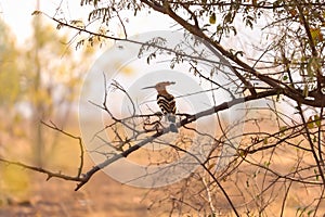 Bird sitting on the tree branch , Birds photography