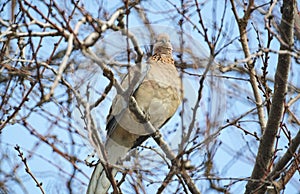 A bird sitting on a tree branch