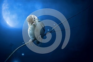 Bird is sitting on the tree branch in the moon light.