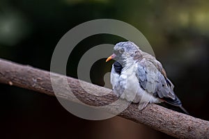 Bird sitting on a tree branch. The Sad, Lonely Bird