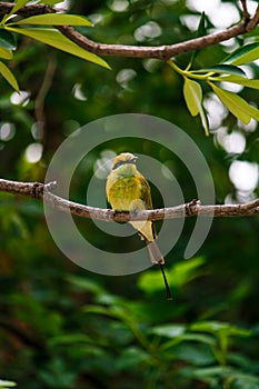A Bird sitting on a tree branch in spring