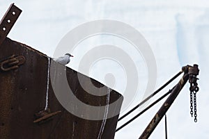 Bird sitting on whaling shipwreck