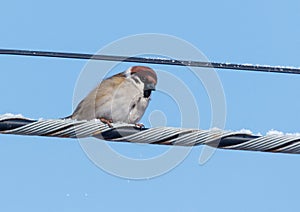 A bird is sitting on a wire