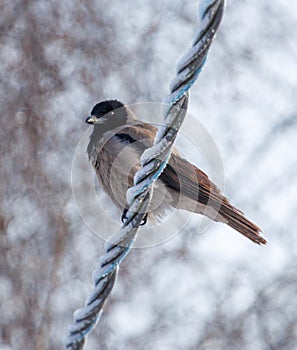 A bird is sitting on a wire