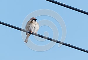 A bird is sitting on a wire