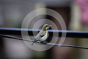 Bird sitting on a wire