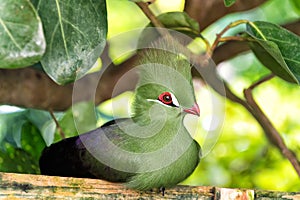 Bird sitting on wooden perch