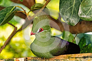 Bird sitting on wooden perch