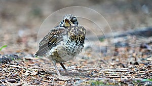 Bird sitts on a ground.
