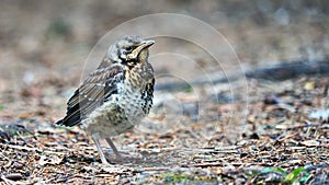 Bird sitts on a ground.