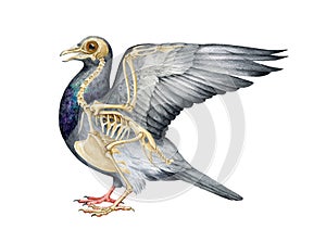 Bird skeleton with body. Realistic detailed illustration. Bird inner anatomy structure for studying. Pigeon skeleton