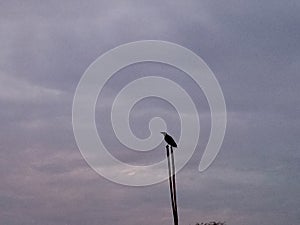 Bird in sky photo