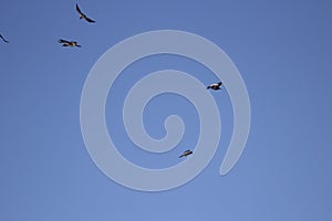 Bird in sky. Crow on blue background
