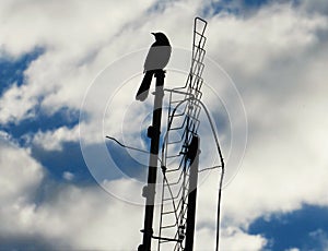 Bird and sky photo