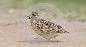 Bird, Small Buttonquail Turnix sylvatica