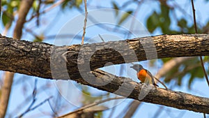 Bird (Small Minivet) on a tree