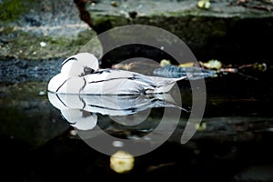 Bird the smew