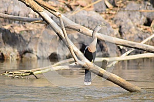 Bird snakebird, Anhinga Americana
