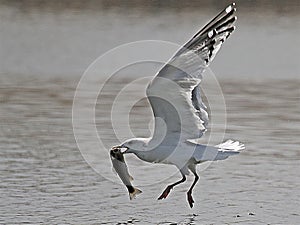 Bird snatching a fish from a pond