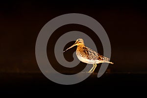 Bird Snipe, portrait in night, Brdy, Czech Republic. Wader bird with camouflage feathers colors. Dark night with bird