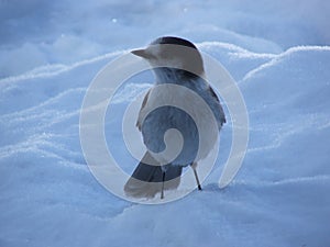 A Bird in the Snow