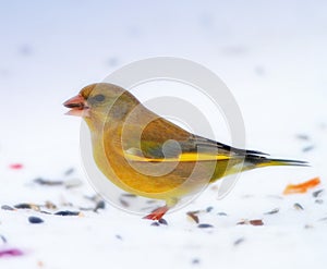 Bird, snow and nature with feather in natural environment for wildlife, ecosystem and fly outdoor. Animals, greenfinch